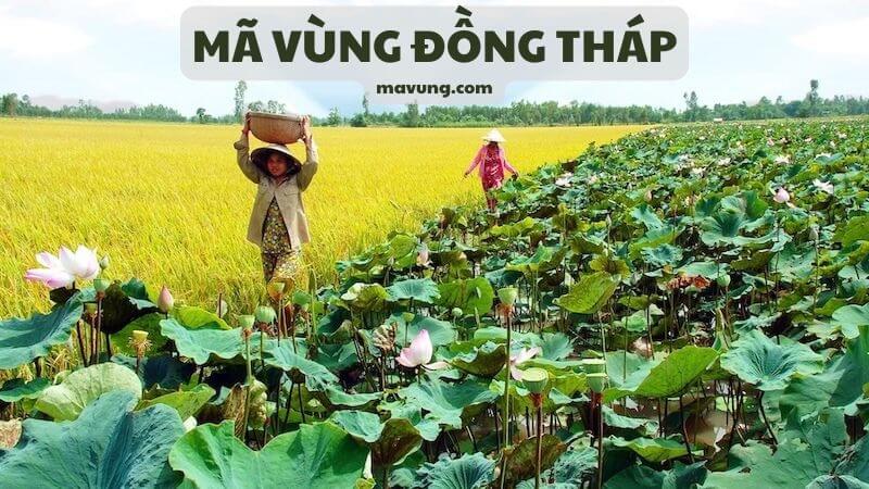 mã vùng Đồng Tháp