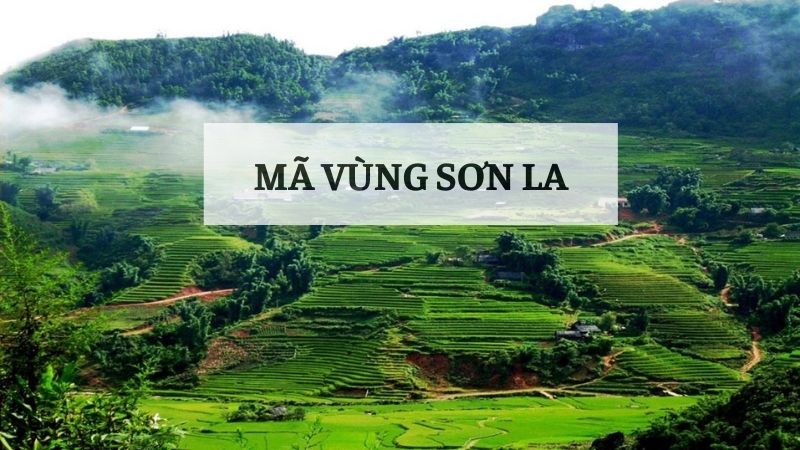 Mã vùng Sơn La mới nhất: Cách nhận biết và tra cứu nhanh chóng